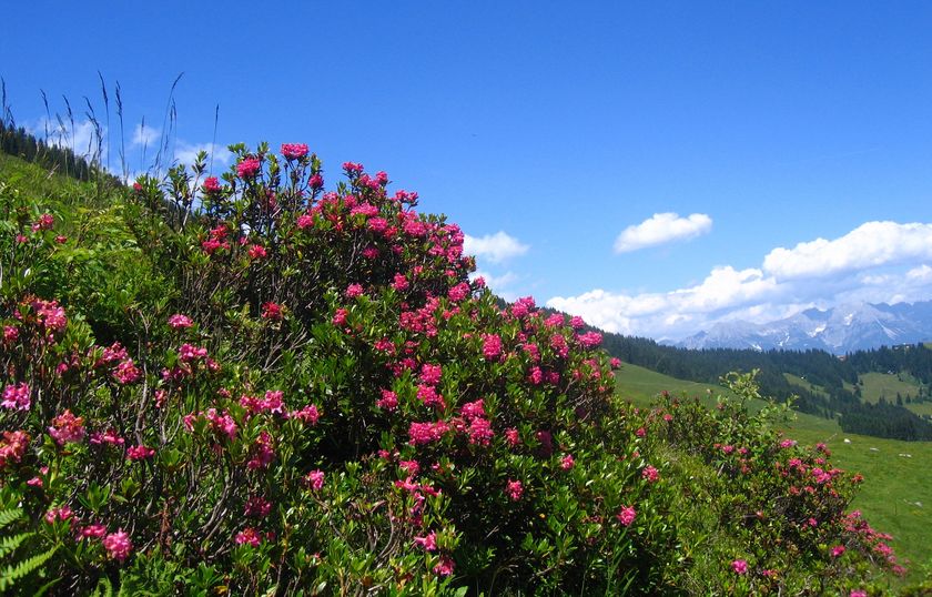 Wandergebiet Wildschönau